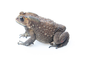 Toad isolated on white background.