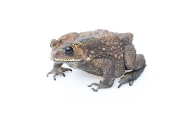 Toad isolated on white background.
