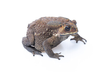 Toad isolated on white background.