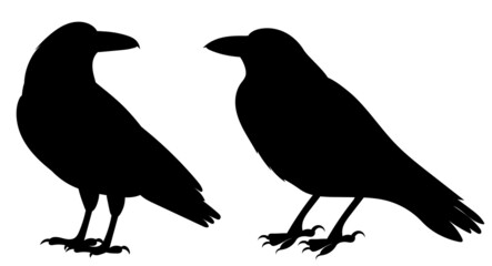 crows silhouette, isolated on white background vector