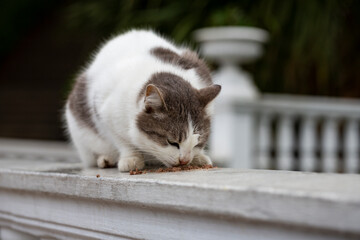 homeless hungry street cat on a white balustrade eats cat pate food. The concept of caring for stray animals