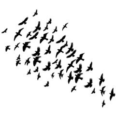 flying birds set silhouette, isolated on white background vector