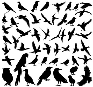 birds set silhouette, isolated on white background vector