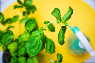 fresh green basil with water drops on a yellow background. home greens. fresh food. organic farming