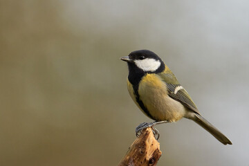 Kohlmeise (Parus major)