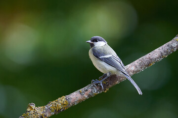 Kohlmeise (Parus major)