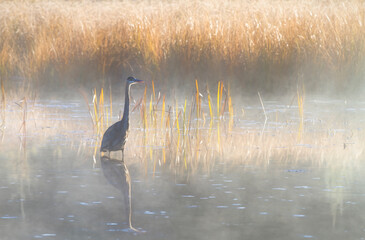 Great blue heron with reflection hunts on a morning foggy marsh in Algonquin park, Canada