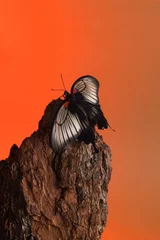 Fotobehang Vermiljoen Het stillevenconcept van vlinderpapilio lowi op houten schors op rode gradiëntachtergrond, wild life