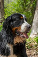 bonito rostro de un boyero de berna