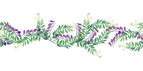 Floral seamless border of seasonal meadow plants.  Vicia field pease wildflowers. Watercolor hand painted isolated element on white background.