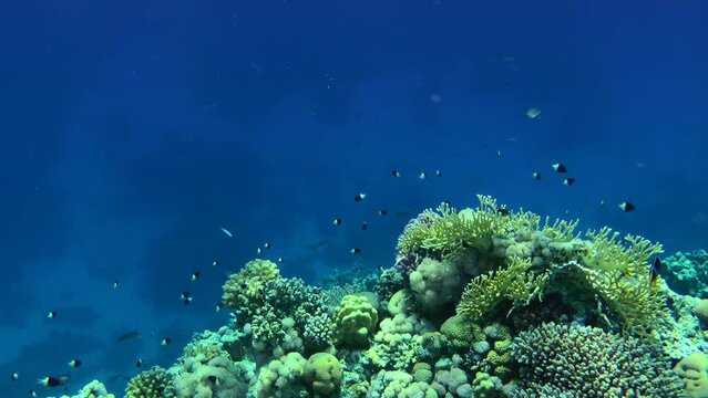 Shoal of Bicolor Damselfish swims above coral reef on blue water background. Half-and-half Chromis, Chocolate-dip chromis (Pycnochromis dimidiatus).