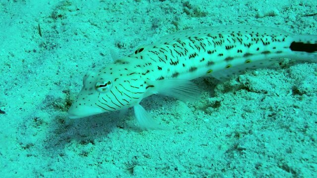 Spotted sandmelt (Parapercis hexophtalma) stands on its pelvic fins on a sandy bottom, turning its eyes to examine the surroundings, side view, close-up.