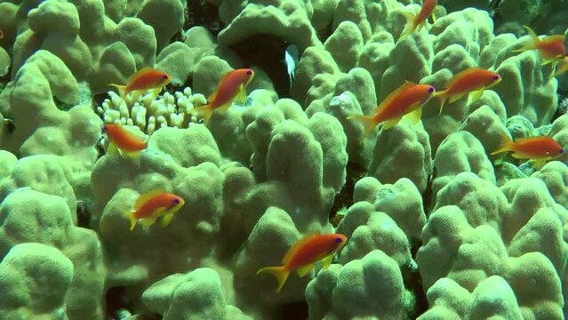 A school of Sea goldie or Lyretail Anthias (Pseudanthias squamipinnis) slowly hovering against a backdrop of hard coral, medium shot.