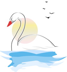 Beautiful white swan on the sunset pond