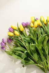 A bunch of yellow and purple tulips on a beige colored background, copy space for text