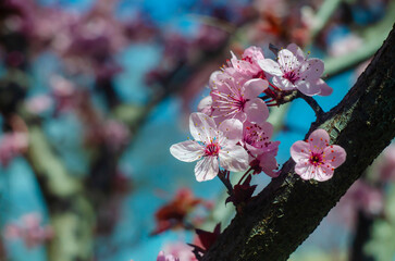 Fototapeta na wymiar Beautiful flowers on a tree branch. Spring Background. Blossom tree. Spring flowering.