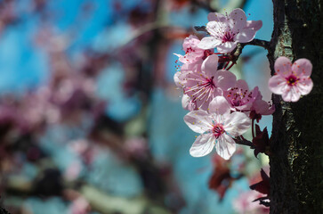 Beautiful flowers on a tree branch. Spring Background. Blossom tree. Spring flowering.