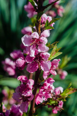 Beautiful flowers on a tree branch. Spring Background. Blossom tree. Spring flowering.