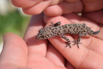 Young Mediterranean house gecko (Hemidactylus turcicus) held in hand