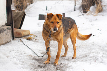 red dog on a chain close - up. High quality photo