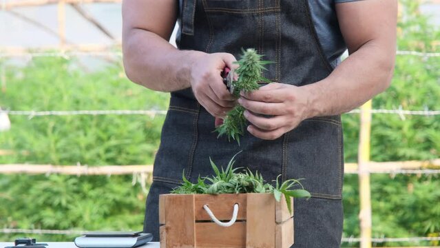 Researchers in an apron trim fresh marijuana buds after harvesting. Science examines the hemp plant used in the production of alternative herbal medicines and cbd oil. Professional farmers working in 