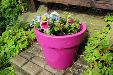 colourful flowers in a pot outside