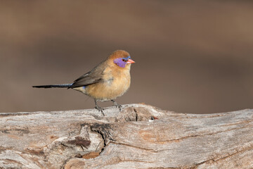 Female Violet-eared Waxbill on branch