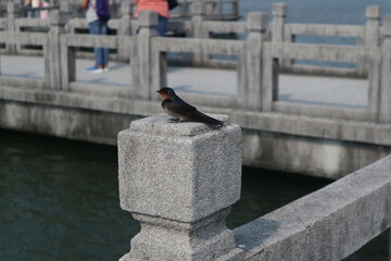 black birds on the bridge design for leisure time concept close-up