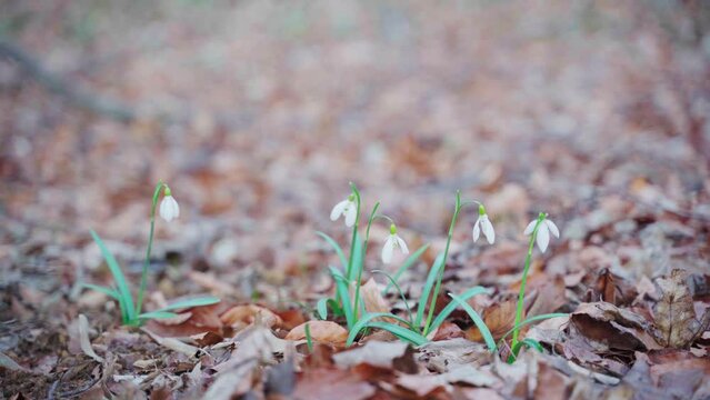 First spring white flowers. snowdrop group blooming at forest. Gentle meadow blossom. Easter macro plant. 4K video. New nature weather