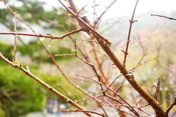 Rain Drop from Tree, Rainy Season Forest Image - 木 雨の雫