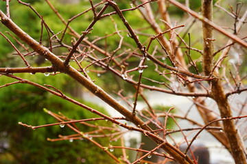 Rain Drop from Tree, Rainy Season Forest Image - 木 雨の雫