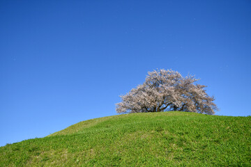 Fototapeta na wymiar 花びら舞う丘の上の桜と青空