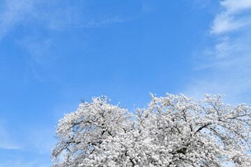 満開の桜と青空