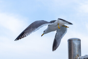 Flying Seagull 갈매기의 날개짓
