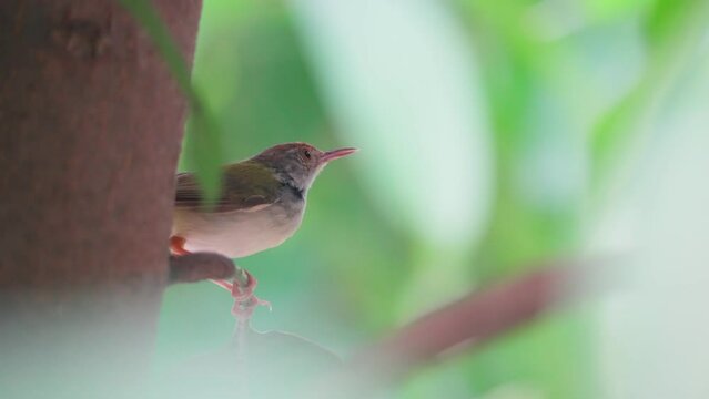 Birding tiny Common Tailorbird or Orthotomus sutorius perching on branch in the garden