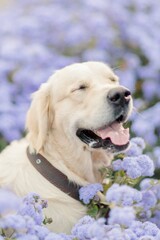 golden retriever walks in summer in a park with flowers