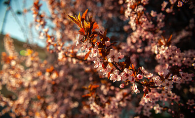 Sunrise view with amazing blossom flowers. Floral photography close up view. Signs of spring landscape.