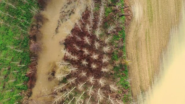 River and poplar grove in winter. Ega river, Navarre, Spain, Europe. Aerial view. 4K.
