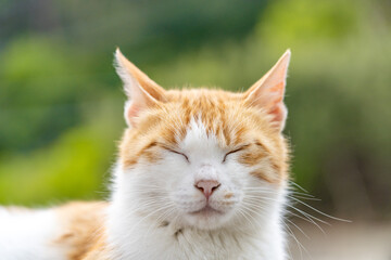 Sleepy Kitten(졸린 냥이)