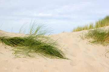 the dunes, Renesse, Zeeland, the Netherlands