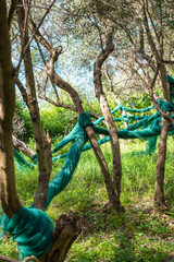 Fototapeta premium Olive trees in the Cinque Terre park, Italy