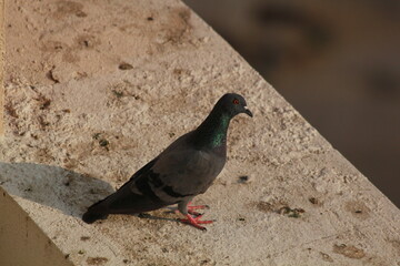 Obraz premium pigeon in the city