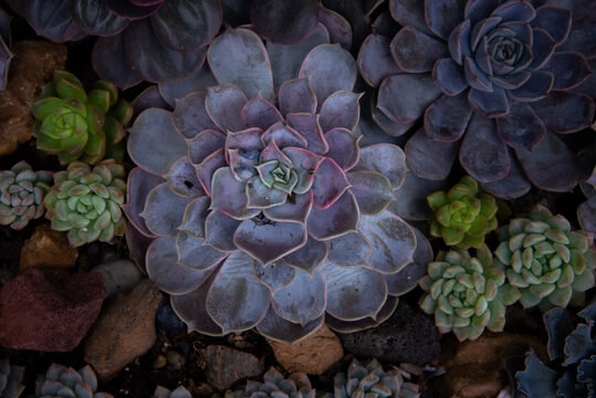 Natures beauty plants and natures art