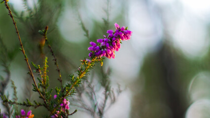 Macro de fleurs de bruyère, photographiées dans la pénombre, au bord d'un étang, dans la forêt...