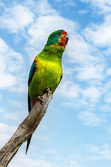 Swift parrot perched on a branch against a summer sky background. The critically endangered species is endemic to Tasmania