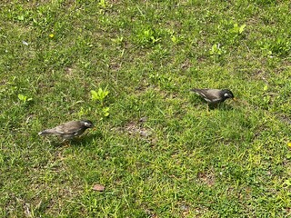 two starling birds chilling by the pond on the green grass, spring sakura season 2022, Tokyo Japan, Ueno Shinobazu pond