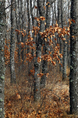 bosque reforestado de robles en otoño