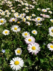 A Group of Camomile Flowers in the Forest. Close up