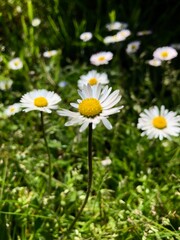 A Group of Camomile Flowers in the Forest. Close up