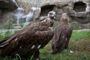 Two Griffon Vultures. Gyps fulvus. Big bird on a background of green grass. Portrait. Wildlife, Africa.